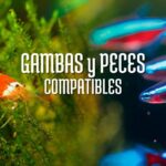 pez tetra neon y gamba neocaridina