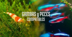 pez tetra neon y gamba neocaridina