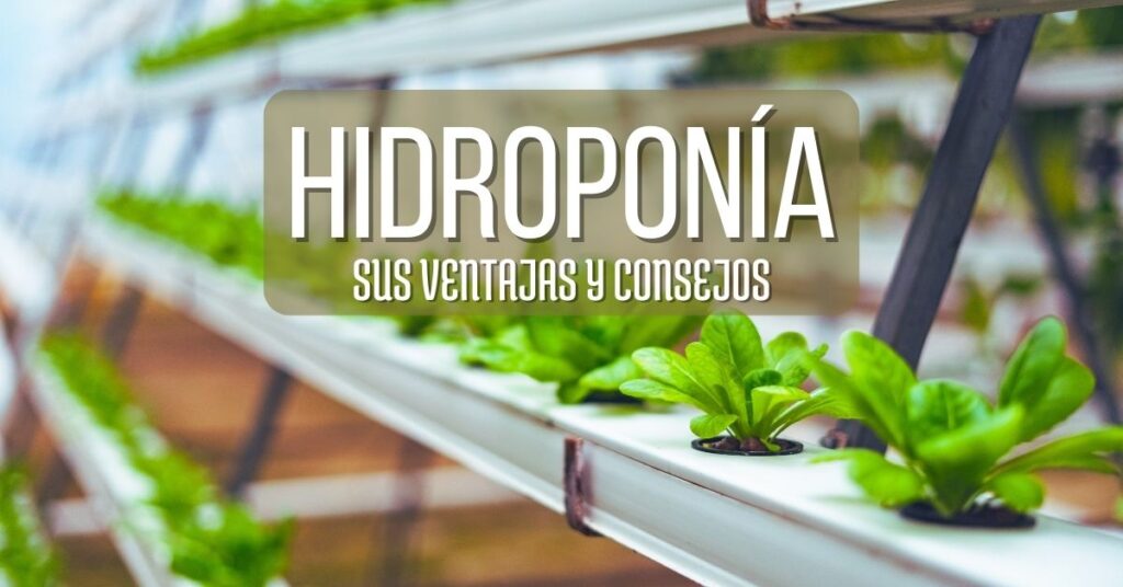 cultivo hidroponico de lechugas