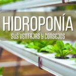 cultivo hidroponico de lechugas