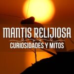 mantis relijiosa sobre el atardecer