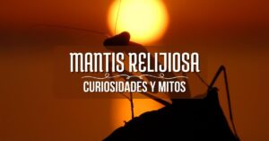 mantis relijiosa sobre el atardecer