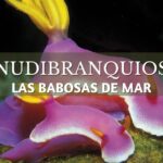 cria de nudibranquios con padre