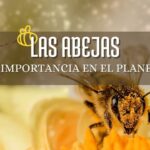 abejas polinizando flores con el cuerpo lleno de polen