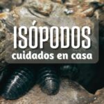 criadero de isopodos