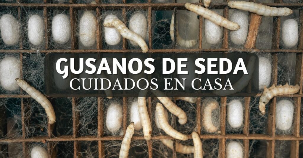 gusanos de seda en celdas