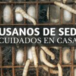 gusanos de seda en celdas