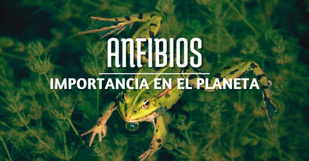 la importancia de los anfibios en el ecosistema como los humedales