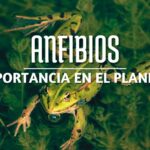 la importancia de los anfibios en el ecosistema como los humedales