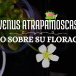 venus atrapamoscas en floracion, planta carnívora