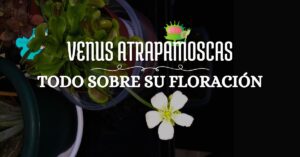 venus atrapamoscas en floracion, planta carnívora