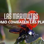 las mariquitas eficaces combatiendo plagas, mariquitas contra plagas, cuidados de mariquitas y como atraerlas la jardín