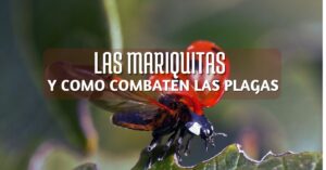 las mariquitas eficaces combatiendo plagas, mariquitas contra plagas, cuidados de mariquitas y como atraerlas la jardín