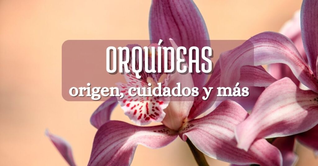 orquidea púrpura