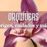 orquidea púrpura