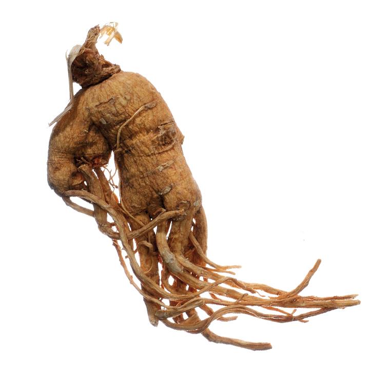 los beneficios del ginseng y una raíz de ginseng