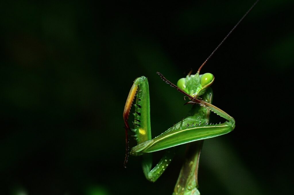 cuidados de mantis religiosa una mantis posando para cámara