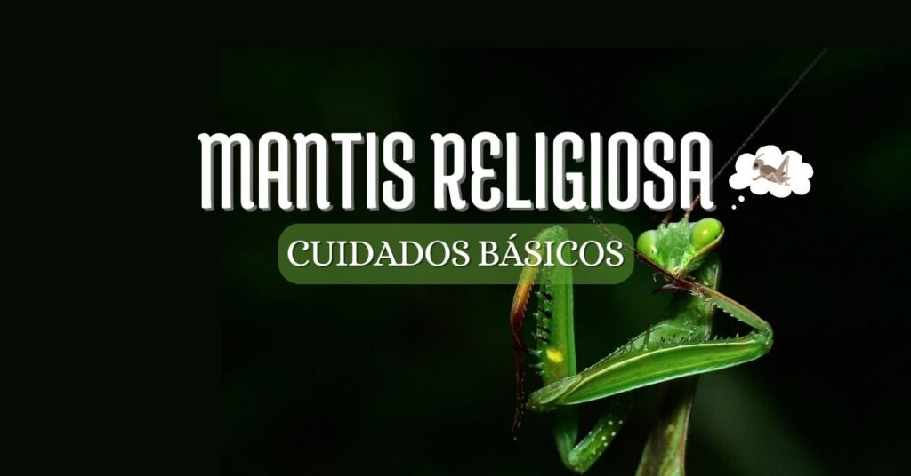 una mantis verde con ganas de comerse un grillo