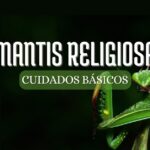 una mantis verde con ganas de comerse un grillo