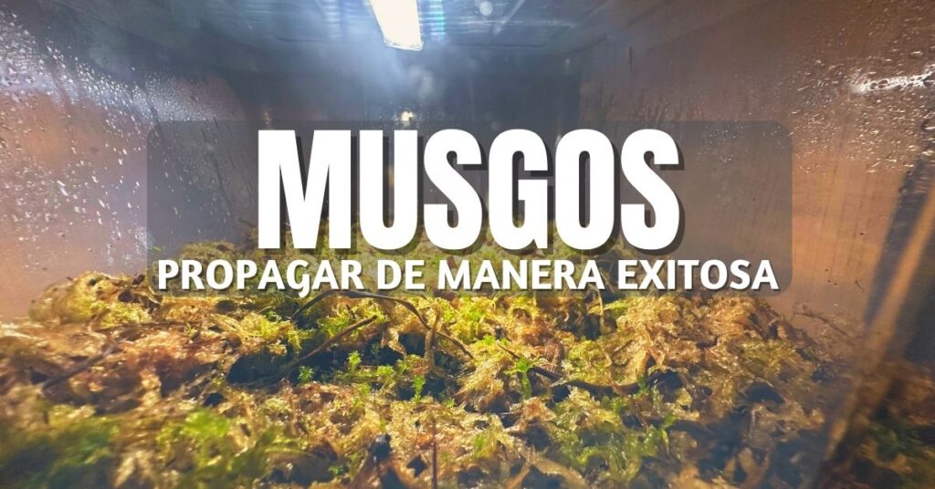 granja de musgo sphagnum