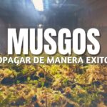 granja de musgo sphagnum