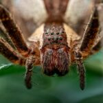 La araña errante brasileña: la más venenosa de las arañas