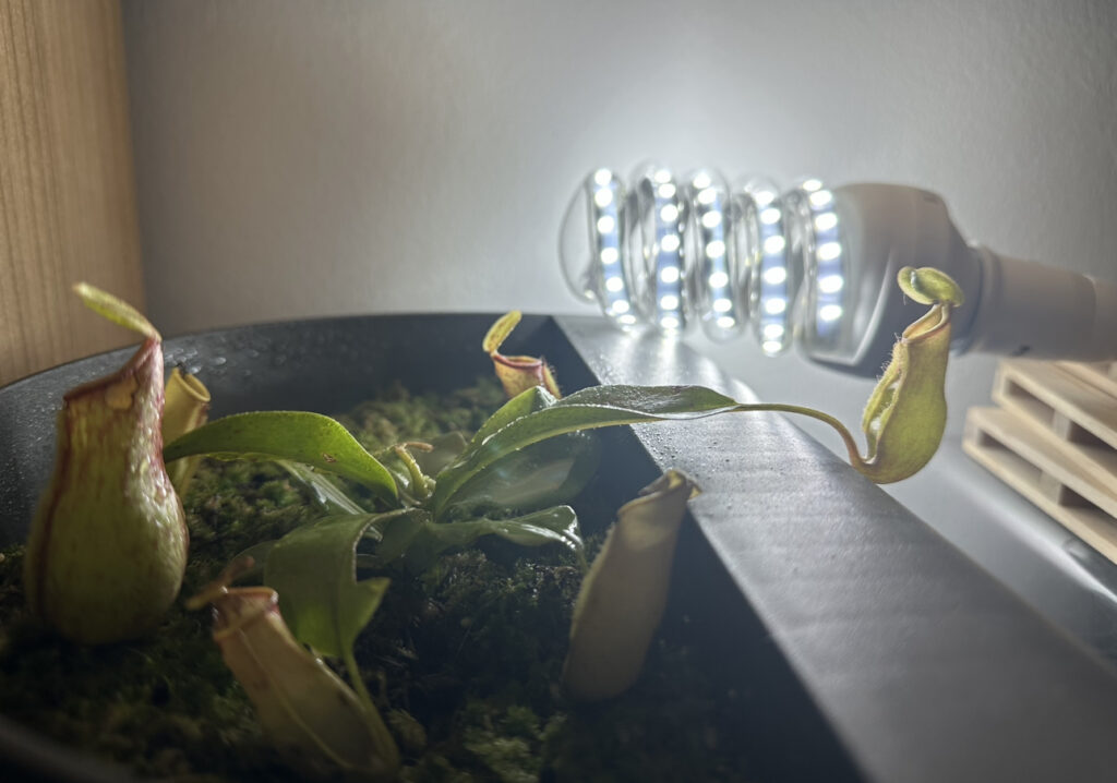 tipo de iluminación adecuada para los cuidados de nepenthes