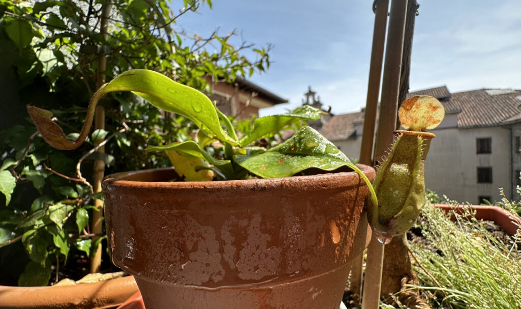 riego y humedad adecuada para el cuidados de nepenthes