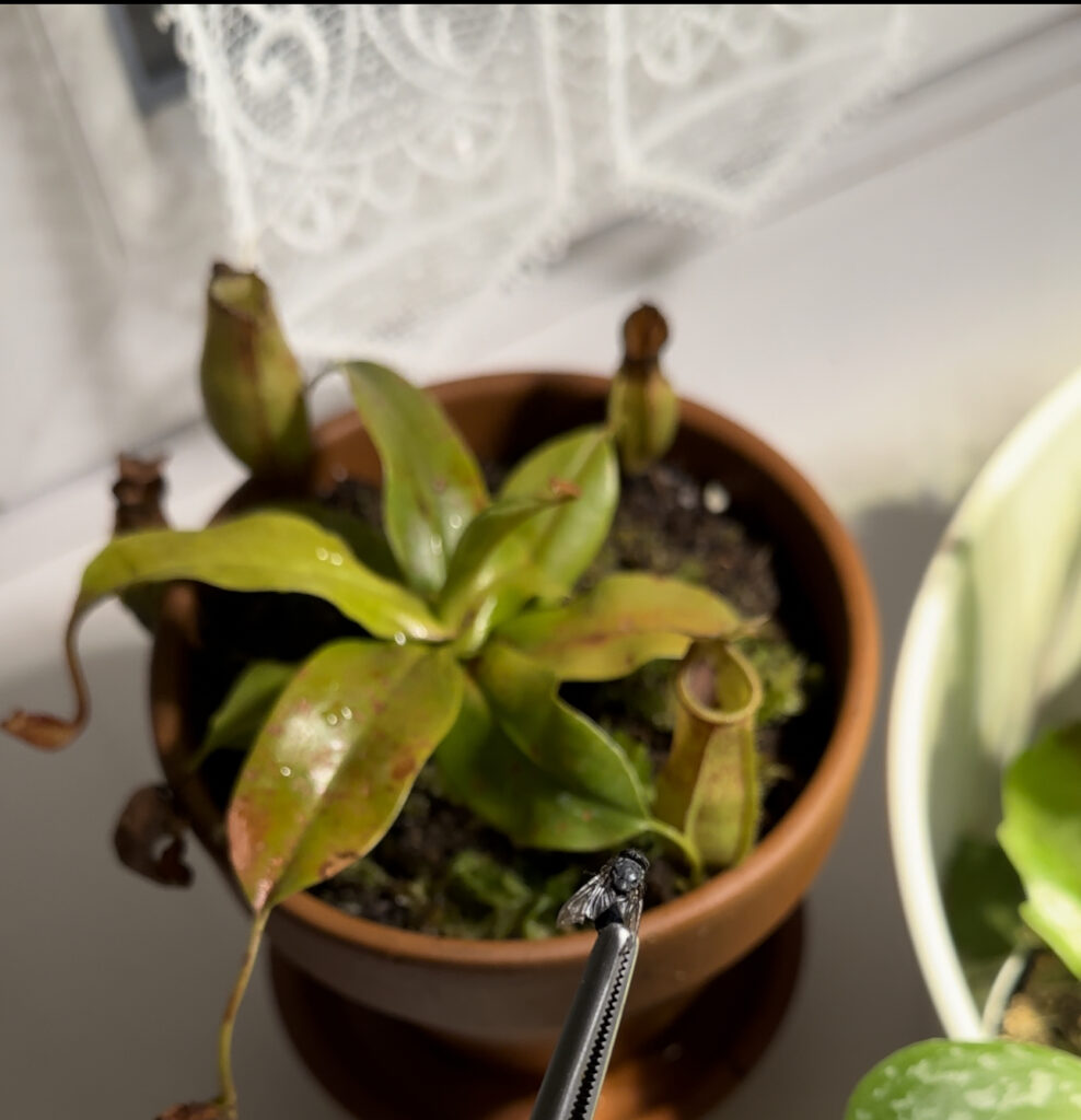 alimentación adecuada para los cuidados de nepenthes