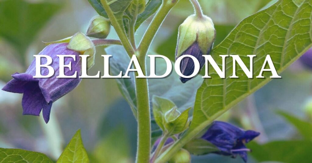 la belladonna, y las plantas más venenosas del mundo