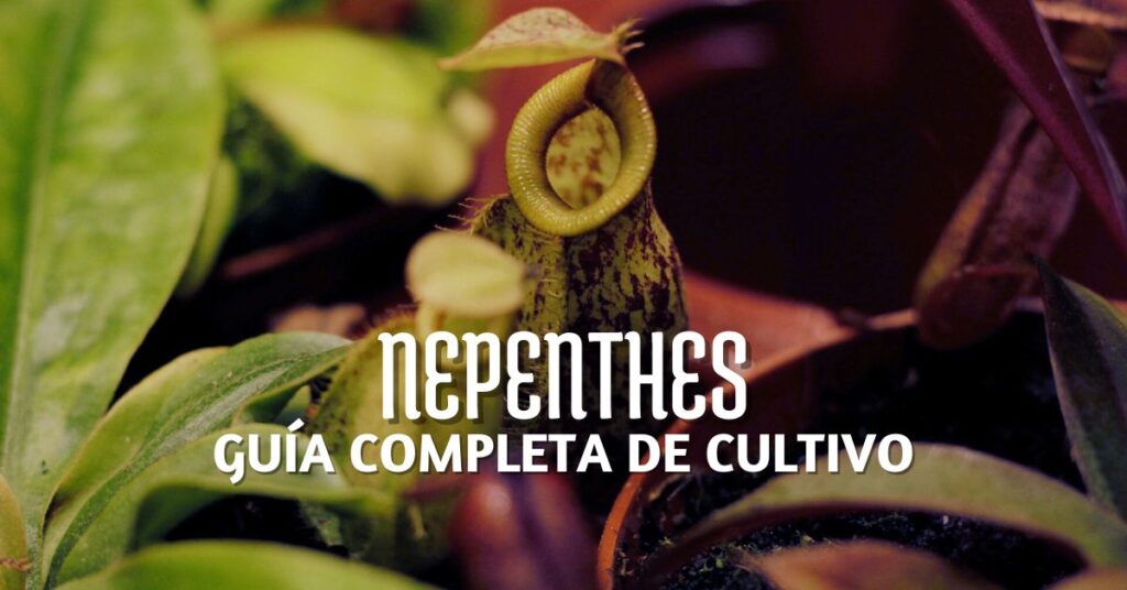 miniatura cuidados de nepenthes, dividir, sustrato, alimentación