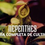 miniatura cuidados de nepenthes, dividir, sustrato, alimentación