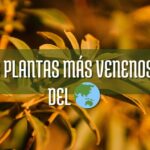 las plantas más venenosas del mundo