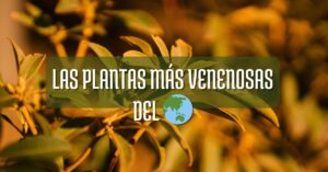 las plantas más venenosas del mundo