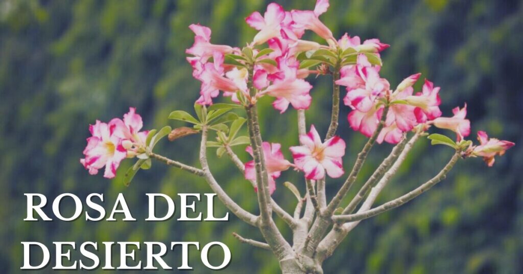 rosa del desierto, una de las plantas más venenosas del mundo