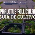 guia de cultivo sobre los cuidados de la cephalotus follicularis