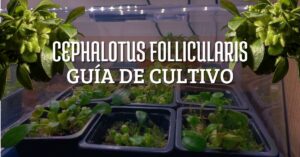 guia de cultivo sobre los cuidados de la cephalotus follicularis